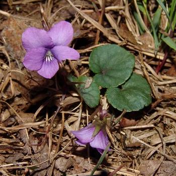 Viola hursutula