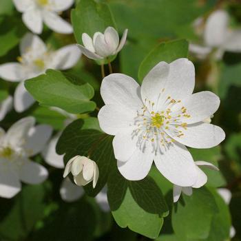 Thalictrum thalictroides