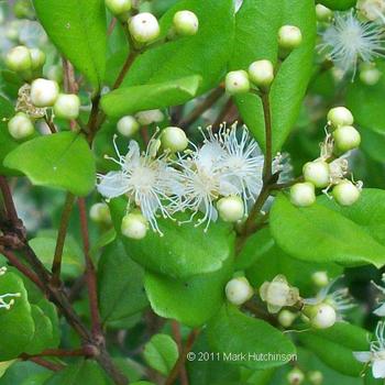 Myrcianthes fragrans