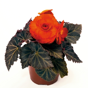 Begonia x tuberhybrida Nonstop® '' (135476)