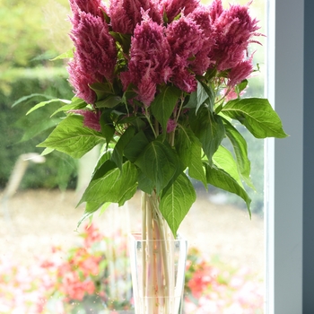 Celosia plumosa Sunday™ '' (135619)