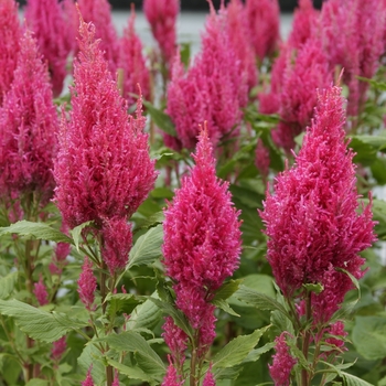 Celosia plumosa Sunday™ 'Dark Pink' (135624)