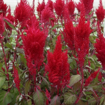 Celosia plumosa Sunday™ '' (135687)