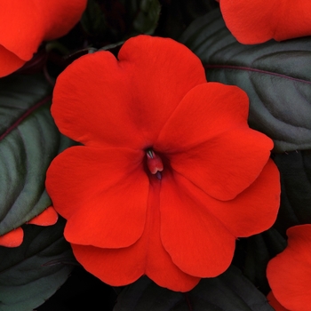 Impatiens hawkeri Divine™ 'Bronze Leaf Orange' (135877)