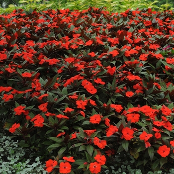 Impatiens hawkeri Divine™ 'Bronze Leaf Orange' (135878)