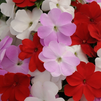 Impatiens hawkeri Divine™ 'Islander Mix' (135936)