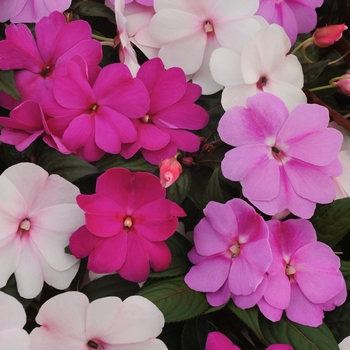 Impatiens hawkeri Divine™ 'Mystic Mix' (135941)