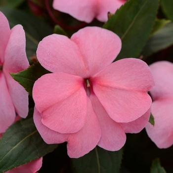 Impatiens hawkeri Divine™ 'Pink Improved' (135947)