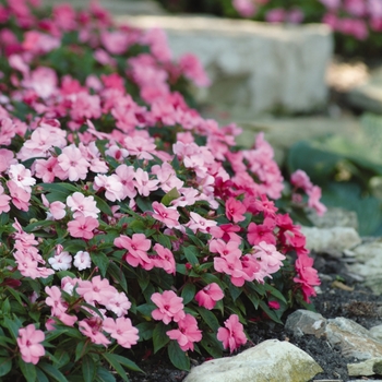 Impatiens hawkeri Divine™ 'Pink Improved' (135949)