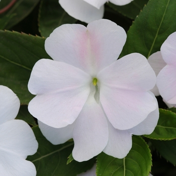 Impatiens hawkeri Divine™ 'White' (135965)