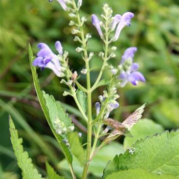 Scutellaria lateriflora