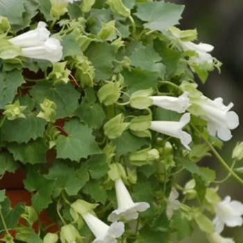 Lophospermum Lofos® 'Compact White' (136012)