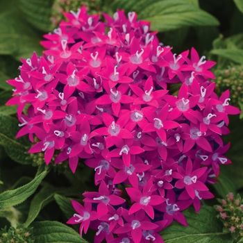 Pentas lanceolata Lucky Star™ 'Raspberry' (136021)