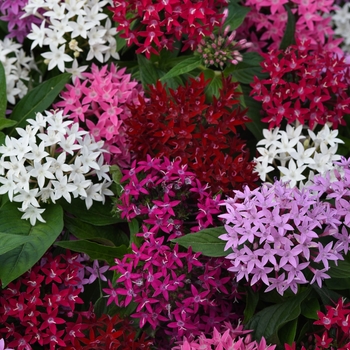 Pentas lanceolata Lucky Star™ 'Mixture' (136054)