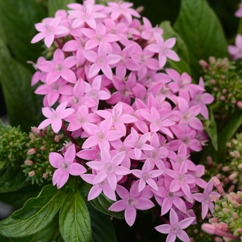 Pentas lanceolata Lucky Star™ 'Lavender' (136057)