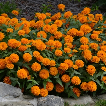 Zinnia marylandica Double Zahara™ '' (136087)