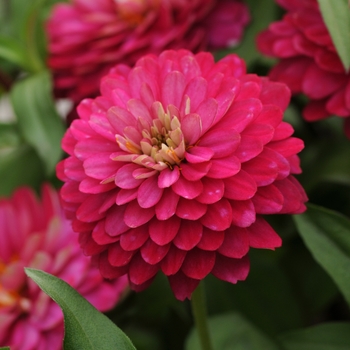 Zinnia marylandica Double Zahara™ 'Strawberry' (136091)