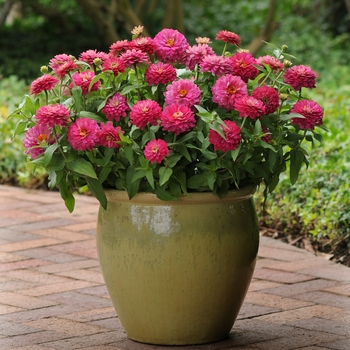 Zinnia marylandica Double Zahara™ 'Strawberry' (136092)