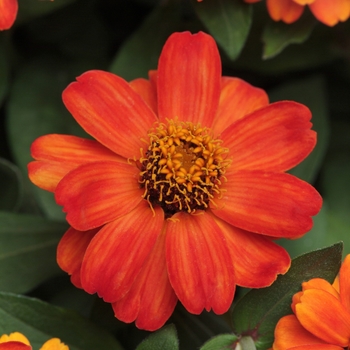 Zinnia marylandica Zahara® 'Fire' (136102)