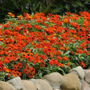 Zinnia marylandica Zahara® 'Fire' (136103)