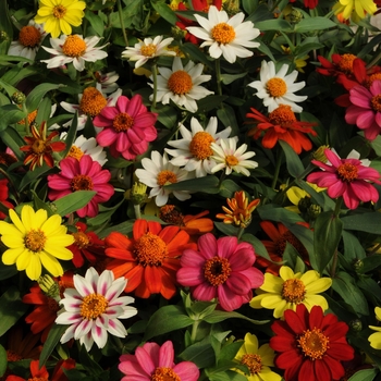 Zinnia marylandica Zahara® 'Mix' (136105)