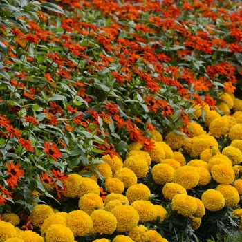 Zinnia marylandica Zahara® XL 'Fire' (136118)