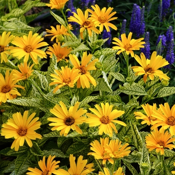 Heliopsis helianthoides 'Sunstruck' (136264)