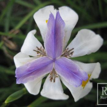 Dietes grandiflora