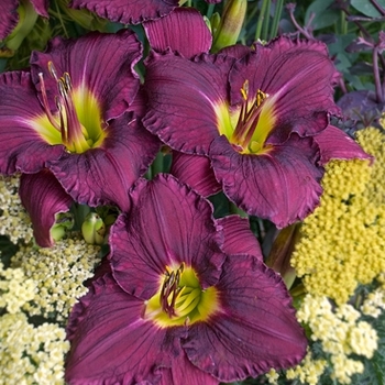 Hemerocallis Rainbow Rhythm® 'Nosferatu' (136326)