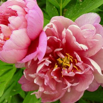 Paeonia 'Pink Double Dandy' 