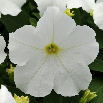 Petunia EZ Rider® 'White' (136526)