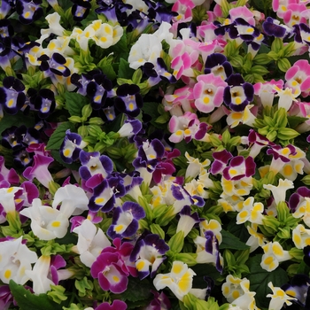 Torenia fournieri 'Kauai Mix' (136531)