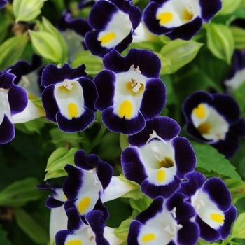 Torenia fournieri 'Kauai Blue & White' (136533)