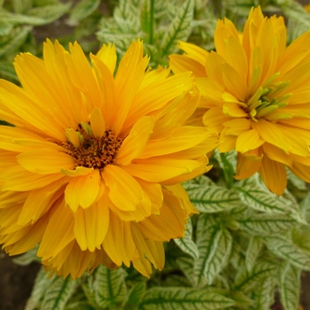 Heliopsis helianthoides 'Double Sunstruck' (136535)