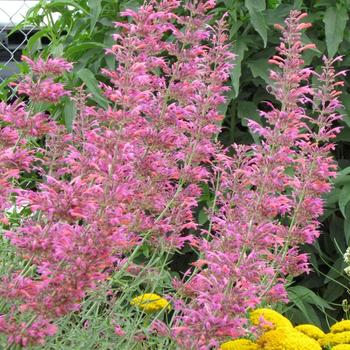 Agastache 'Desert Solstice' 