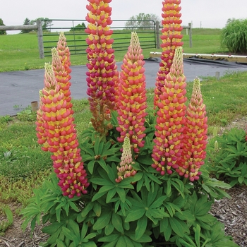 Lupinus polyphyllus Westcountry™ 'Gladiator' (136835)