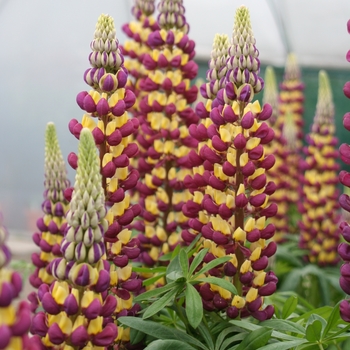 Lupinus polyphyllus Westcountry™ 'Manhattan Lights' (136838)