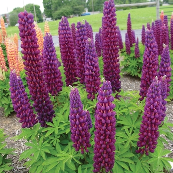 Lupinus polyphyllus Westcountry™ 'Masterpiece' (136841)