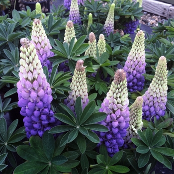 Lupinus polyphyllus Westcountry™ 'Persian Slipper' (136843)