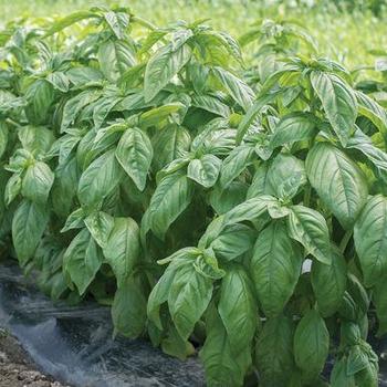 Ocimum basilicum 'Genovese Compact' 