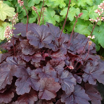 Heuchera 'Creole Nights' (137708)