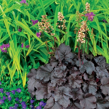 Heuchera 'Creole Nights' (137709)