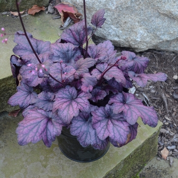 Heuchera 'Electric Plum' (137716)