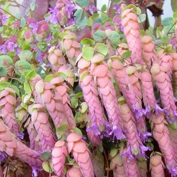 Origanum 'Amethyst Falls' 