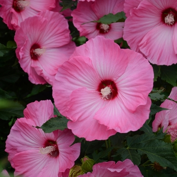 Hibiscus 'Airbrush Effect' (137771)