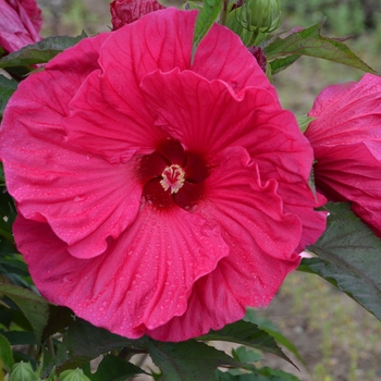 Hibiscus 'Summer in Paradise' (137774)