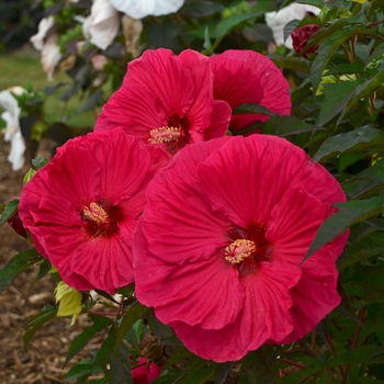 Hibiscus 'Summer in Paradise' (137777)