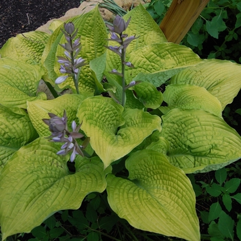 Hosta Shadowland® 'Coast to Coast' (138047)