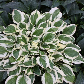 Hosta 'Diamonds are Forever' (138055)