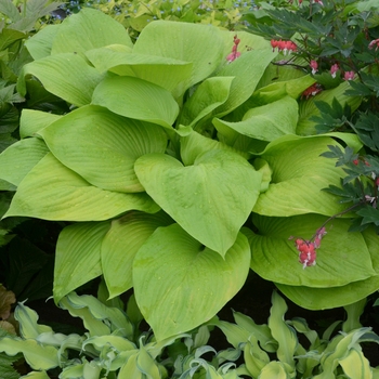 Hosta 'Key West' (138106)